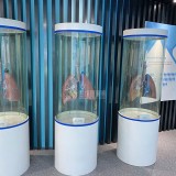 湖北職業健康體驗館展廳玻璃鋼肺部模型擺件