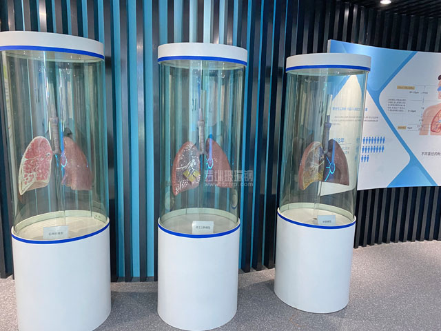 湖北職業健康體驗館展廳玻璃鋼肺部模型擺件